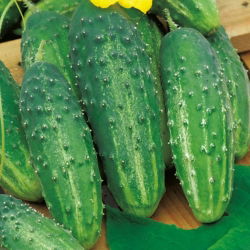 Cucumber - Corveta F1 - Disease-Free, Perfectly Shaped - Fresh Seeds