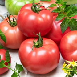Tomate - Zorza Toruńska - Creștere robustă și productivitate ridicată - Semințe proaspete
