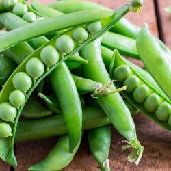 Pisello - saccharatum - Premium - Pisum sativum var. saccharatum - semi