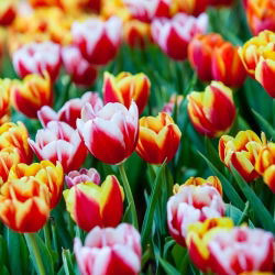 Výběr dvoubarevných tulipánů - bílá - červená a žlutá - červená - 50 ks - 