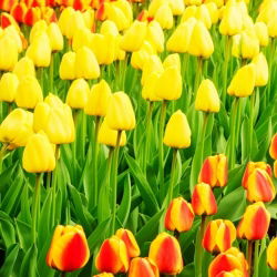 Tulip set – yellow and apricot with yellow edge – 50 pcs