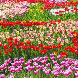 Tulip set – red, white–pink and lily–flowered pink–white – 45 pcs