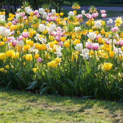 Tulipán és nárcisz szett - fehér, sárga, rózsaszín-fehér tulipán és fehér nárcisz - 60 db.