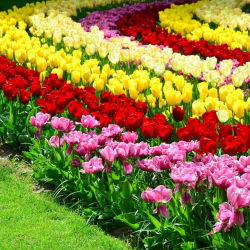 Four colour set of the extraordinary tulips – 60 pcs