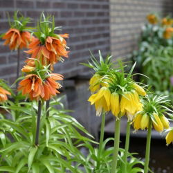 Tweekleurige kroon keizerset - oranje en geel - 6 st - 