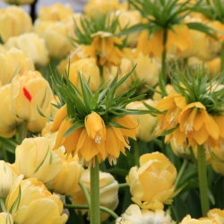 Geel kroon keizerlijke en dubbelbloemige gele tulp - 18 delige set - 