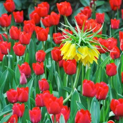 Gele kroon keizerlijke en rode tulpenset - 18 st - 