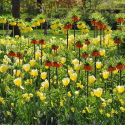 Oranje en gele kroon keizerlijke met gele tulp - 14 delige set - 