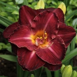 Даилили Бургунди Лове - Hemerocallis hybrida Burgundy Love