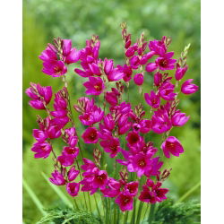 Spring Kreatif - set 4 spesis tumbuhan - 350 pcs. - 