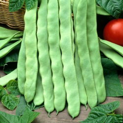 'Marconi a Grano Bianco' sào đậu Pháp -    Phaseolus vulgaris - Marconi a Grano Bianco - hạt