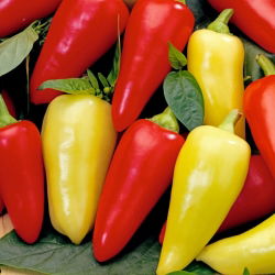 พริกไทย "Monanta" - ยาว, ปลายแหลม, สีแดง, สีเหลือง, สีแดงหรือสีเหลืองสำหรับปลูกในไร่ - Capsicum L. - เมล็ด
