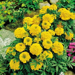 وعاء القطيفة "Cupido" - مجموعة متنوعة من النباتات الصفراء ذات النمو المنخفض والمزهرة - Tagetes erecta nana - ابذرة