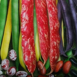Stangenbohne - Mischung - Bunte Bohnenhülsen für eine beeindruckende Ernte - Samen