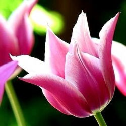Tulipano Claudia - pacchetto di 5 pezzi - Tulipa Claudia