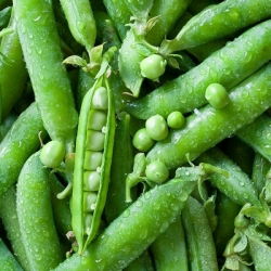 Pisello a grano rugoso - Alderman - Piante di piselli alte e rigogliose, rese elevate - Semi Freschi