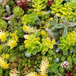 Kukehari - 250 seemned - Sedum