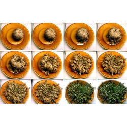 Rose of Jericho - velké balení! - 10 ks; Pallenis hierochuntica - 