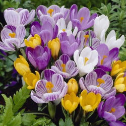 Set 4 jenis crocus: putih, kuning, ungu dan ungu putih - 200 pcs. - 