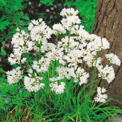 Aglio napoletano - pacchetto di 20 pezzi - Allium Neapolitanum