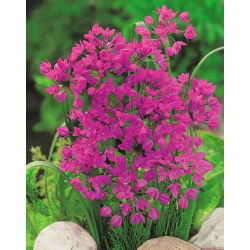 Spring Kreatif - set 4 spesis tumbuhan - 350 pcs. - 