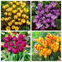 Mengubah ego - tulip dan daffodil - 40 pcs. - 