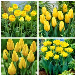 Jus Pisang - set 4 jenis tulip - 40 pcs. - 
