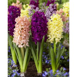 Colourful trio – set of 3 hyacinth varieties - 27 pcs.