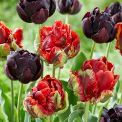 Cancan - sada 2 odrůd tulipánů - 40 ks. - 