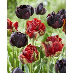Cancan - sada 2 odrůd tulipánů - 40 ks. - 