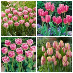 Cavallo - set 4 jenis tulip - 40 pcs. - 
