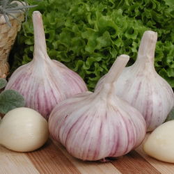 Aglio invernale "Arkus" - 4 Cipolla (0,20 - 0,25 kg)