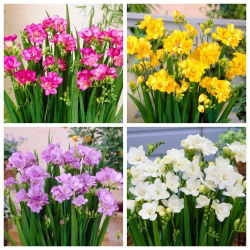 Freesia ganda - set 4 varietas dengan mekar putih, kuning, ungu, dan merah muda - 80 pcs. - 
