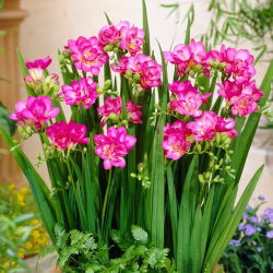Rosa doble fresia - Rosa - ¡Paquete grande! - 100 piezas