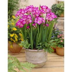 Pink double freesia - Pink - Paket Besar! - 100 pcs. - 
