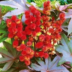 Castor Oil Plant Nový Zéland Fialová semena - Ricinus communis - 6 semena