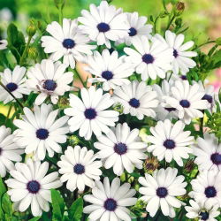 White Cape Daisy, African Daisy seeds - Osteospermum ecklonis - 35 seeds