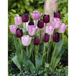 Hari yang baik - set 2 jenis tulip - 40 buah. - 