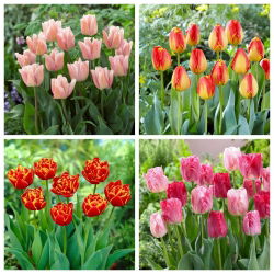 Selamat Lagu - set 4 jenis tulip - 40 pcs. - 