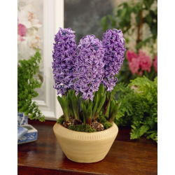 ผักตบชวาสีม่วงดาว - ผักตบชวาม่วงดาว - 3 หลอด -  Hyacinthus orientalis