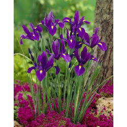 Spring Kreatif - set 4 spesis tumbuhan - 350 pcs. - 