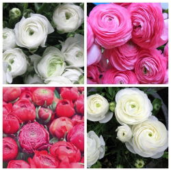 Buttercup merah muda + buttercup putih - 100 pcs. - 