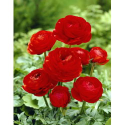 Vėdrynas - Raudonas - pakuotėje yra 10 vnt - Ranunculus