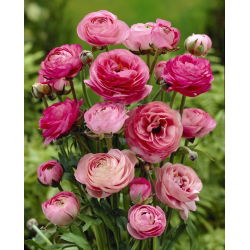 Vėdrynas - rožinis - pakuotėje yra 10 vnt - Ranunculus