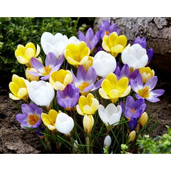 Set 3 jenis crocus: putih, ungu-putih dan kuning - 180 pcs. - 