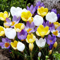 Set 3 jenis crocus: putih, ungu-putih dan kuning - 180 pcs. - 