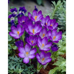 Crocus Ruby Giant - pakend 10 tk - Crocus tommasinianus Ruby Giant