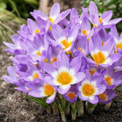 Crocus Tricolor - pek besar! - 200 pcs - 