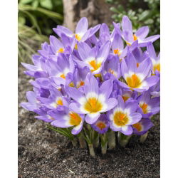 Spring Kreatif - set 4 spesis tumbuhan - 350 pcs. - 