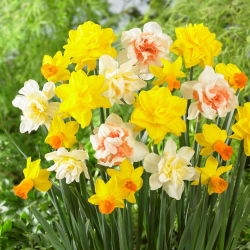 Essence of Beauty - conjunto de 4 variedades de narcisos - 40 piezas.